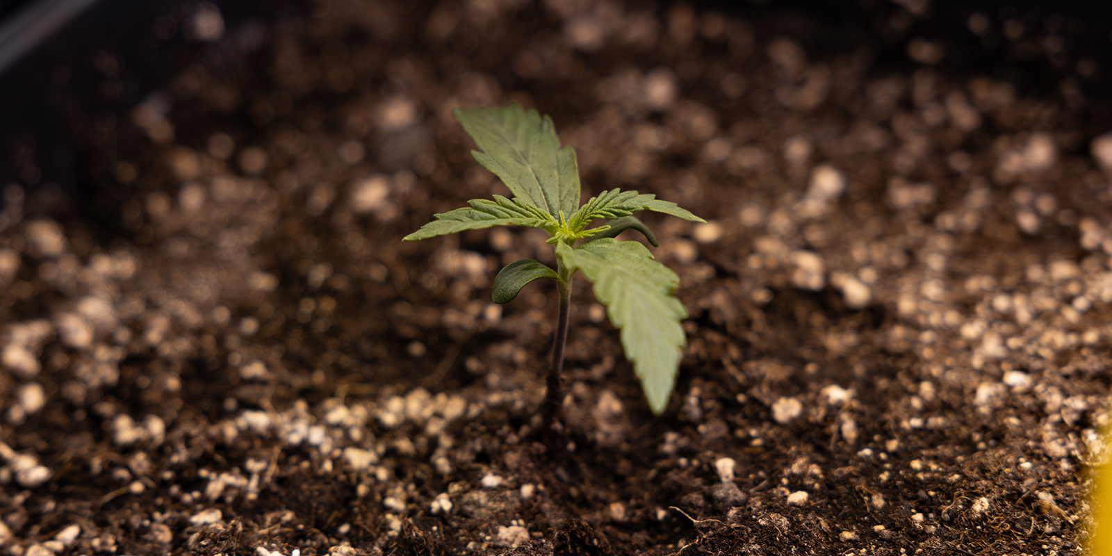 What is a cannabis seedling?