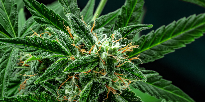 Peak Flowering