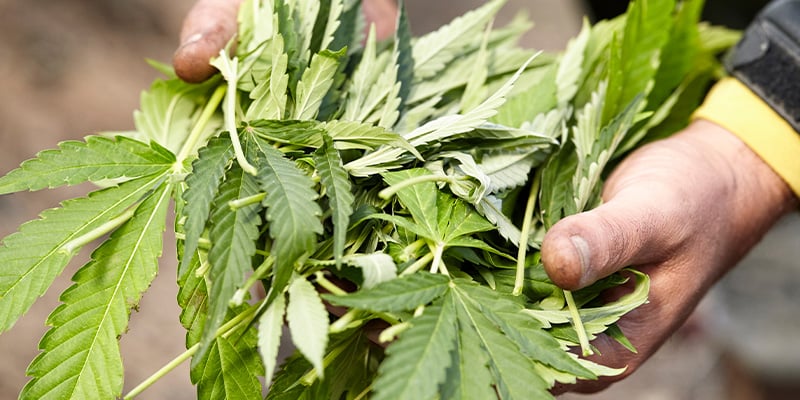 Gardening & compost uses