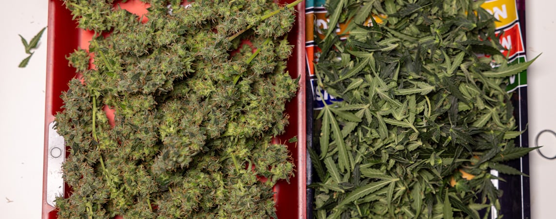 What to do with leftover cannabis fan leaves and trim