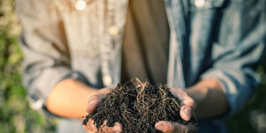 Use cannabis leaves as compost