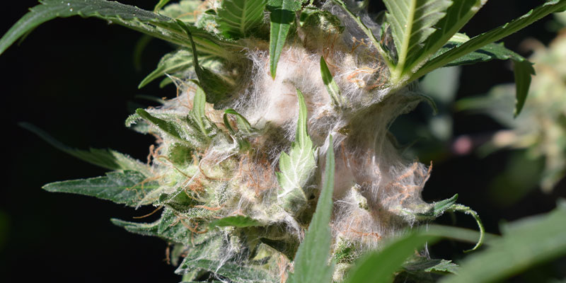 What happens if you store weed incorrectly?