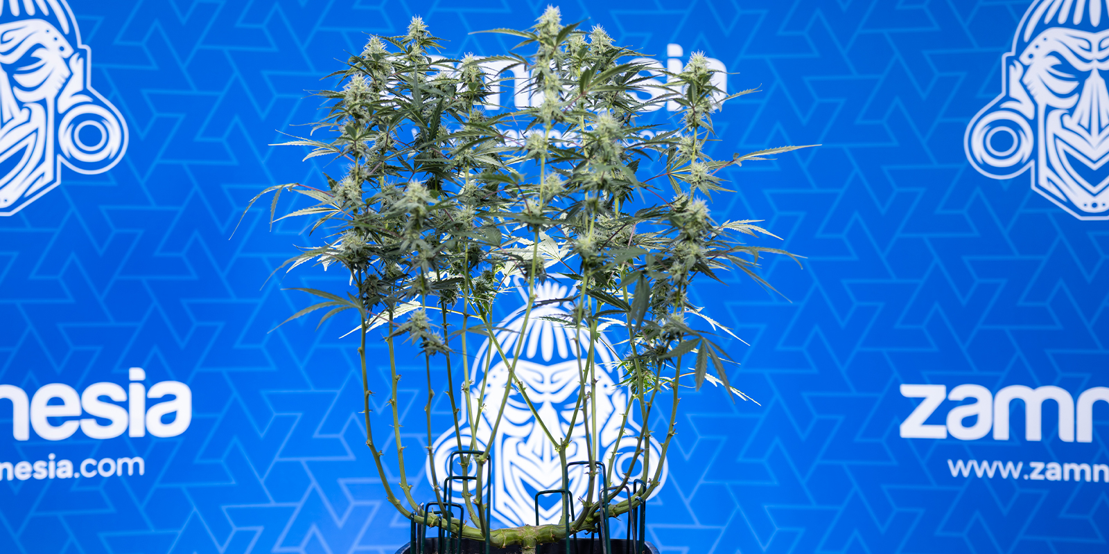 Mainline your way to bigger buds Mainline your way to bigger buds