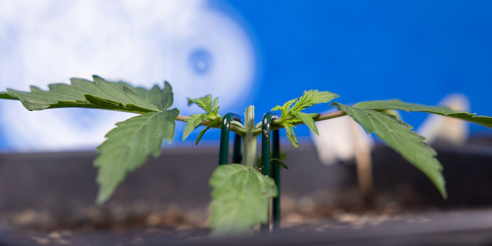 Step 2: Top down to the 3rd node (creating the manifold)