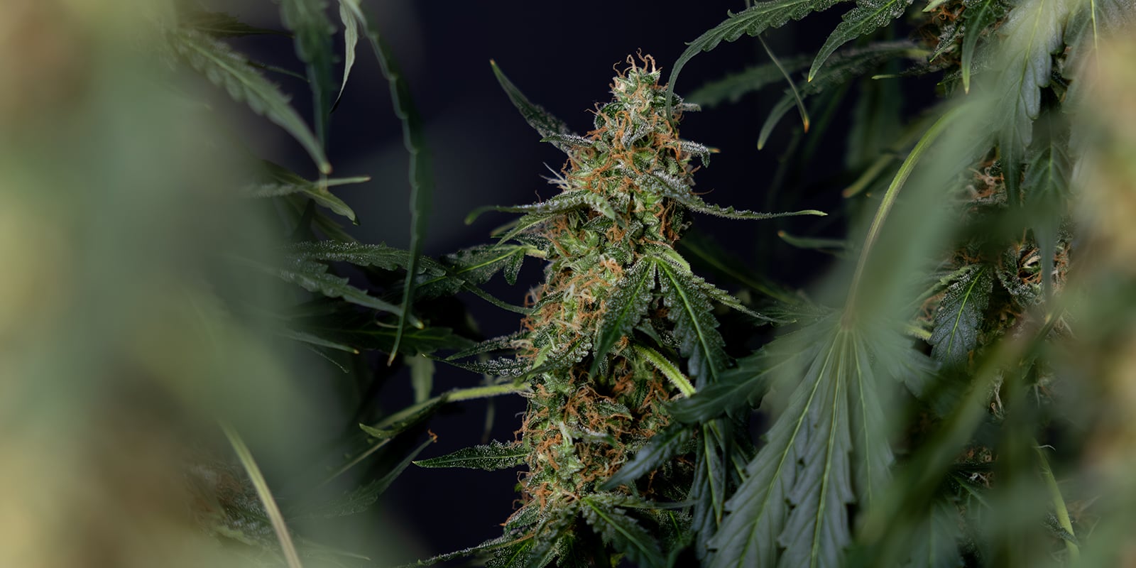 Final verdict: Is flushing cannabis necessary?