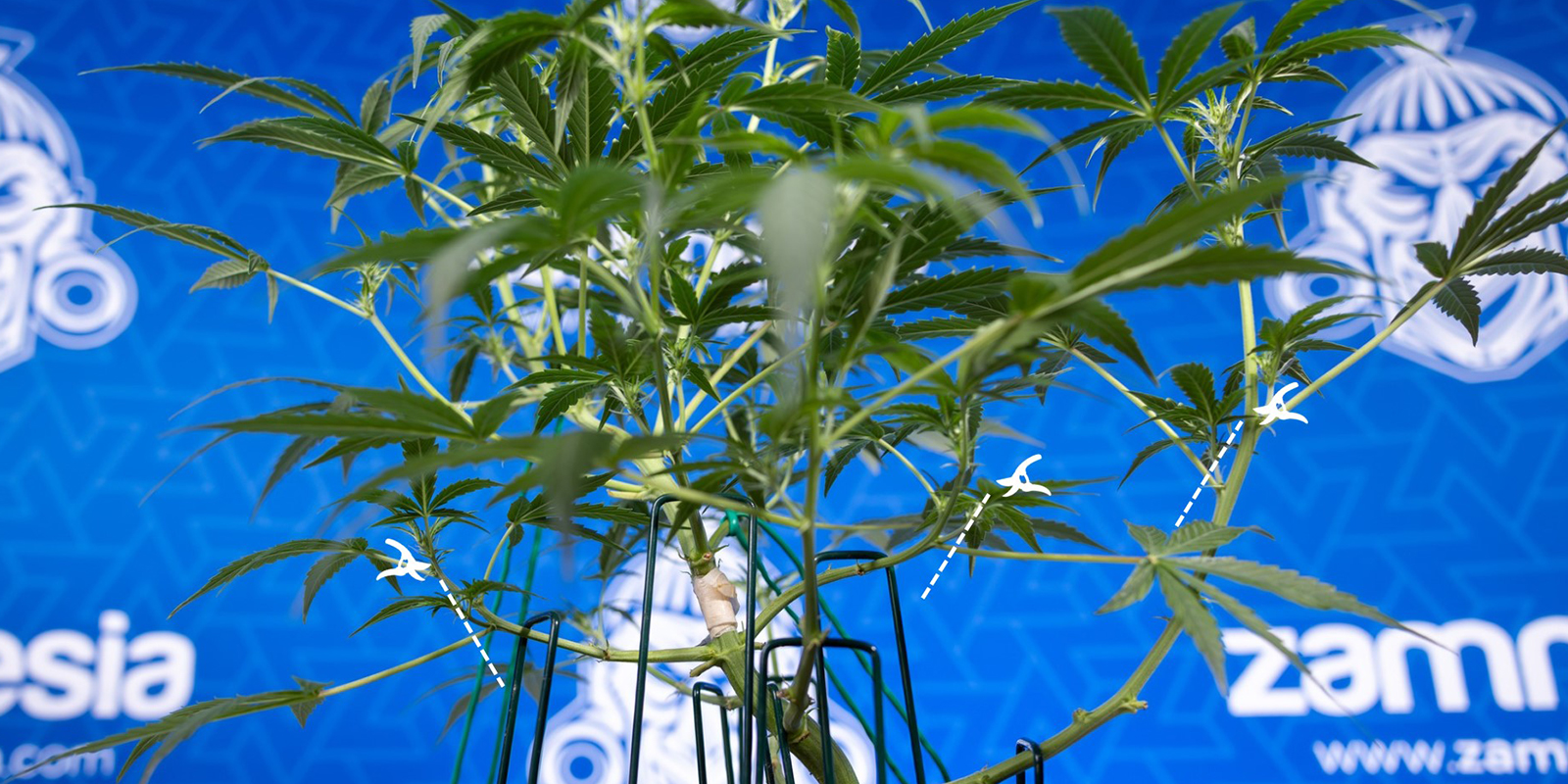 3. Cut, don't tear 3. Cut, don't tear