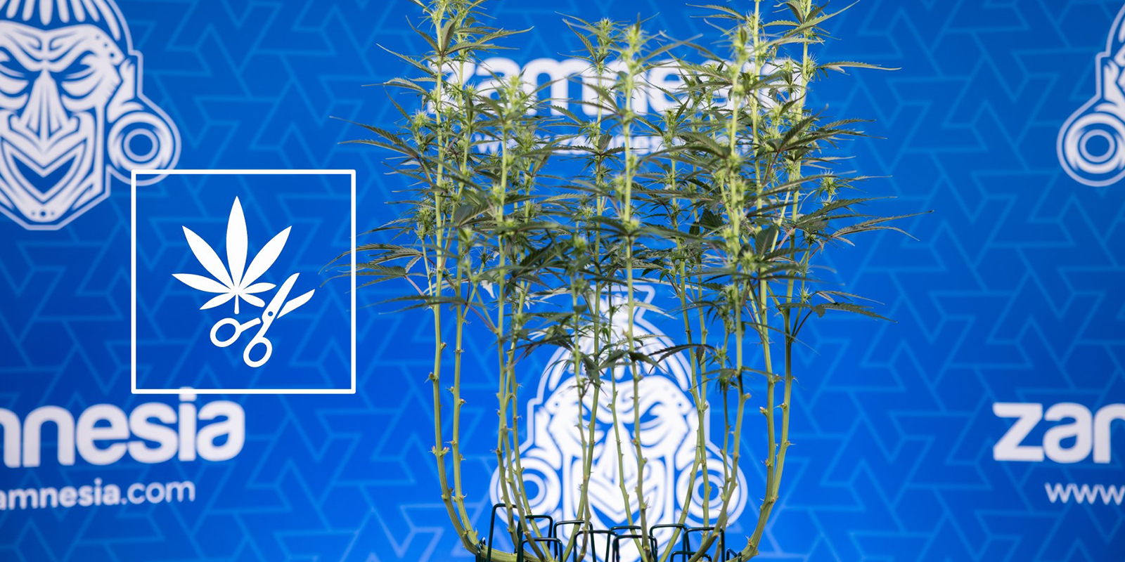 How to defoliate cannabis plants (step-by-step)