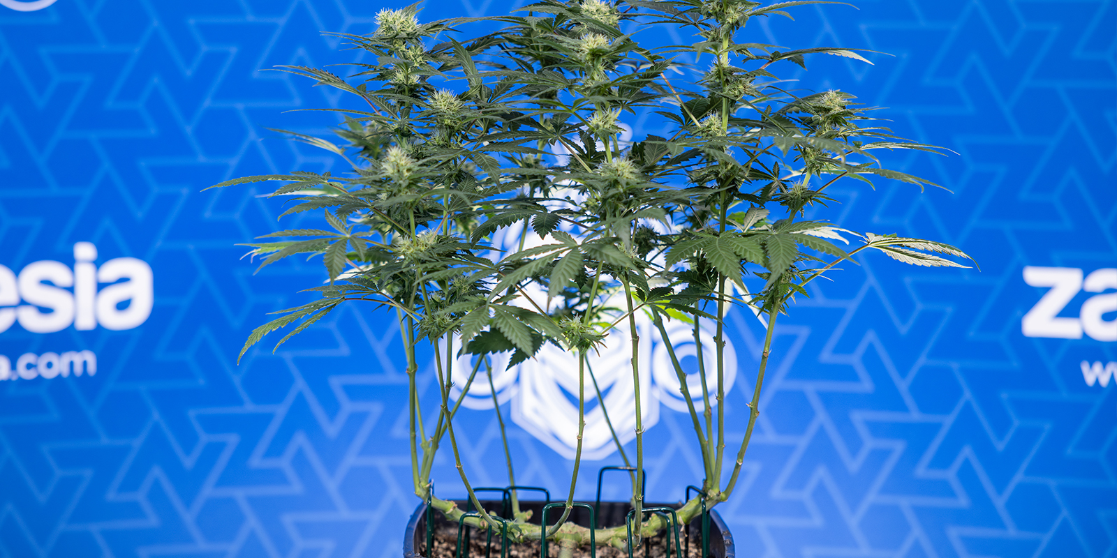 Less leaf, more bud: let's grow