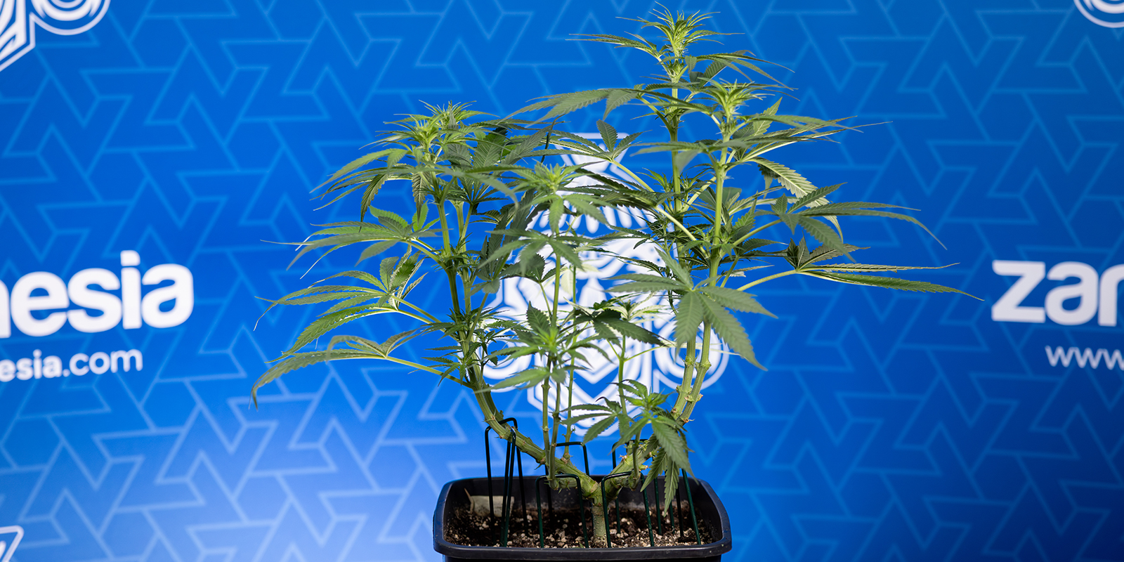 Post-defoliation care