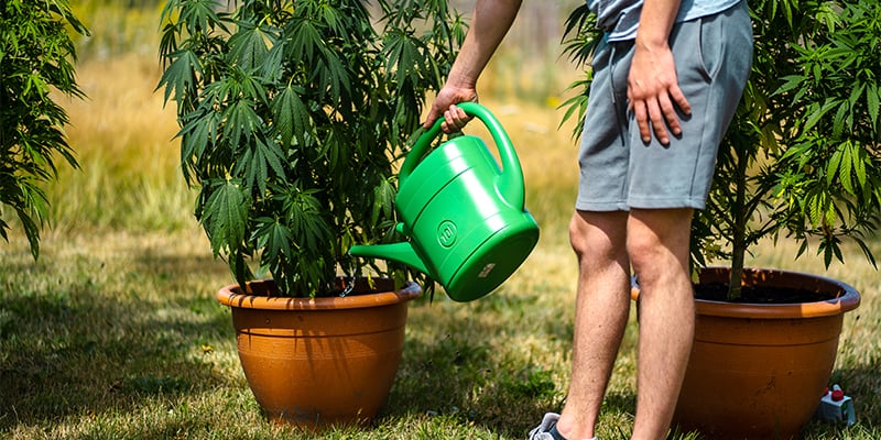 Common autoflower growing mistakes Common autoflower growing mistakes