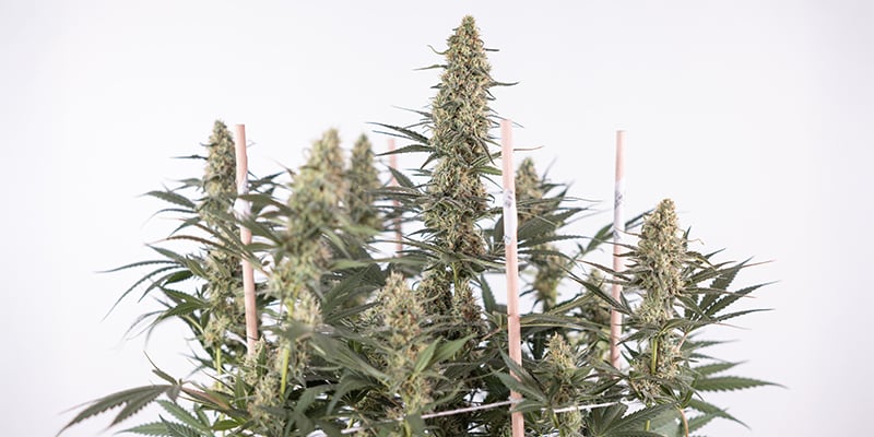 Frequently asked questions about growing autoflowers Frequently asked questions about growing autoflowers