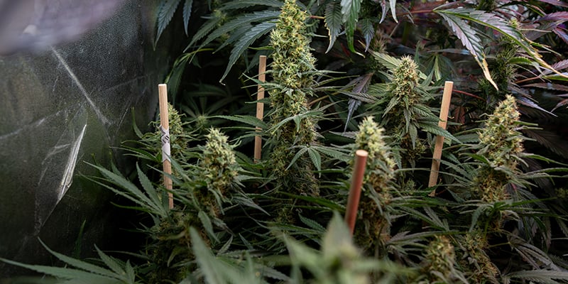 How To Grow Autoflowers: The Complete Guide