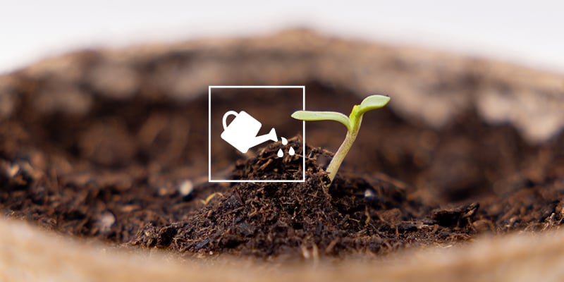 Key things to know before growing autoflowers Key things to know before growing autoflowers