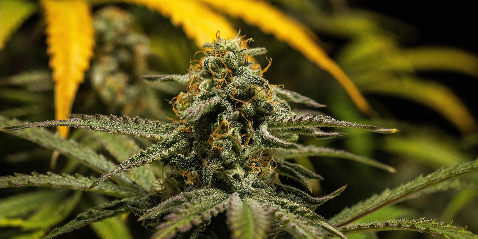Final tips for autoflowering cannabis plants