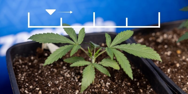 When should you start feeding autoflower nutrients? When should you start feeding autoflower nutrients?
