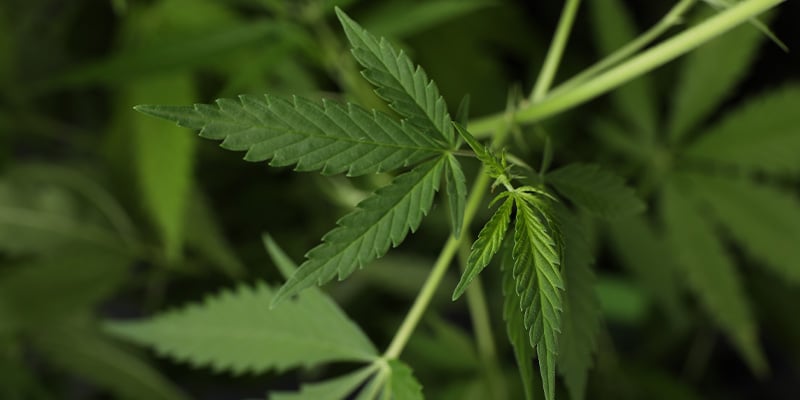 Is ruderalis still relevant today? Is ruderalis still relevant today?