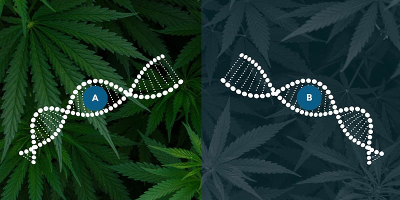 Ruderalis in autoflowering breeding Ruderalis in autoflowering breeding