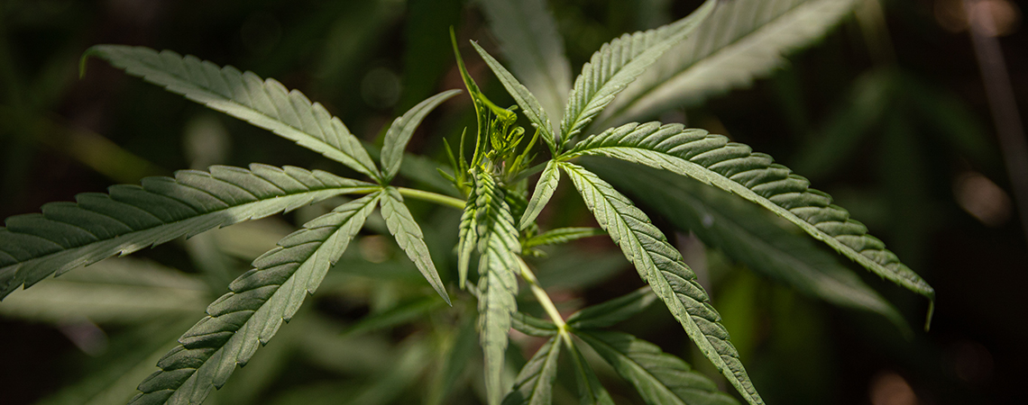 What is cannabis ruderalis?