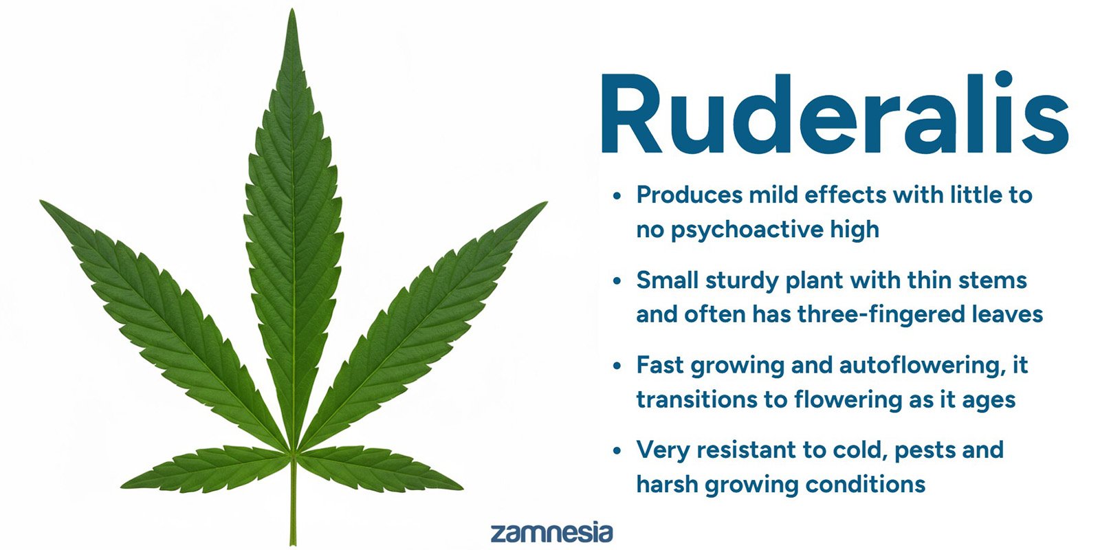 The origin of cannabis ruderalis