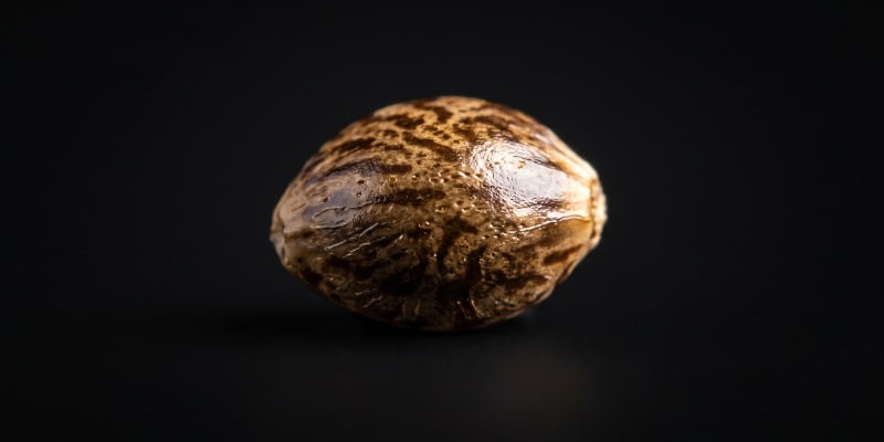 An Introduction To Feminized Cannabis Seeds