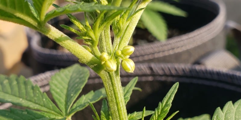 Are Feminized Cannabis Seeds the Same as Photoperiod Seeds?