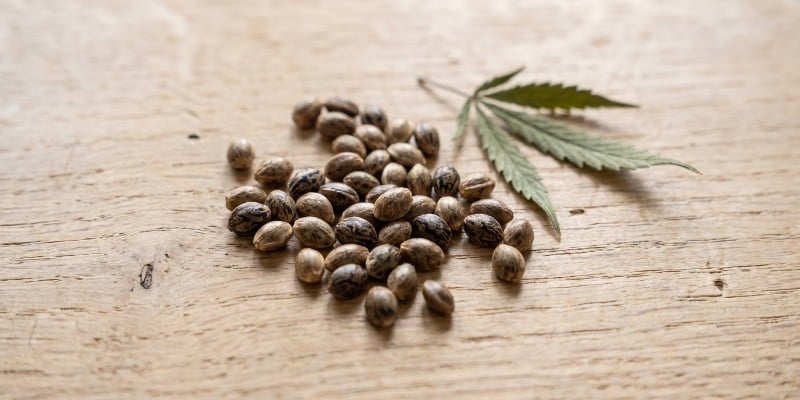 Feminized cannabis seeds