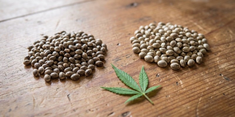 Are Feminized Cannabis Seeds the Same as Photoperiod Seeds?