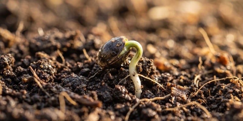 Feminized Seeds: The Pros
