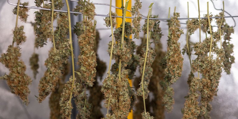 Step 1: Harvest your buds