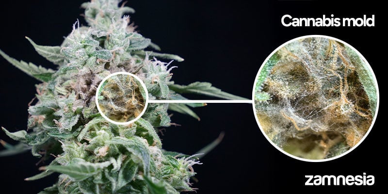 Washing mouldy buds: Step-by-step instructions