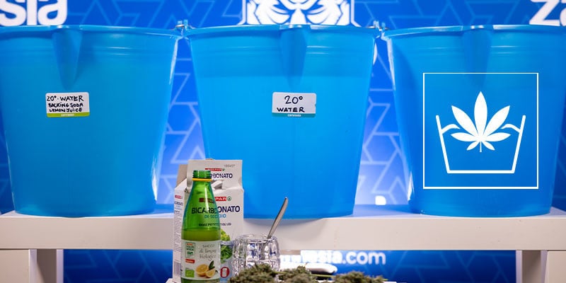 What is bud washing?