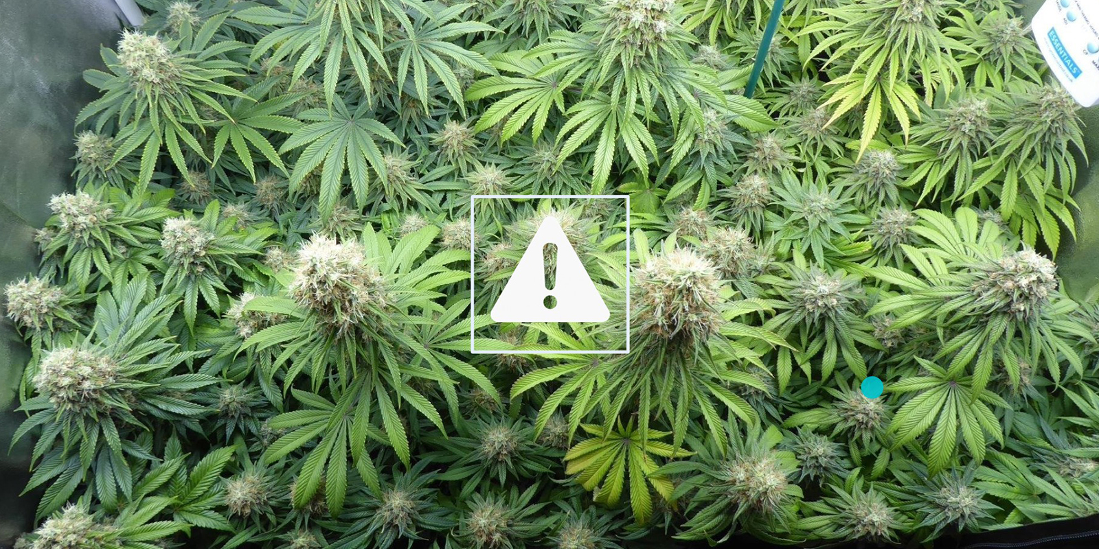 Common mistakes to avoid