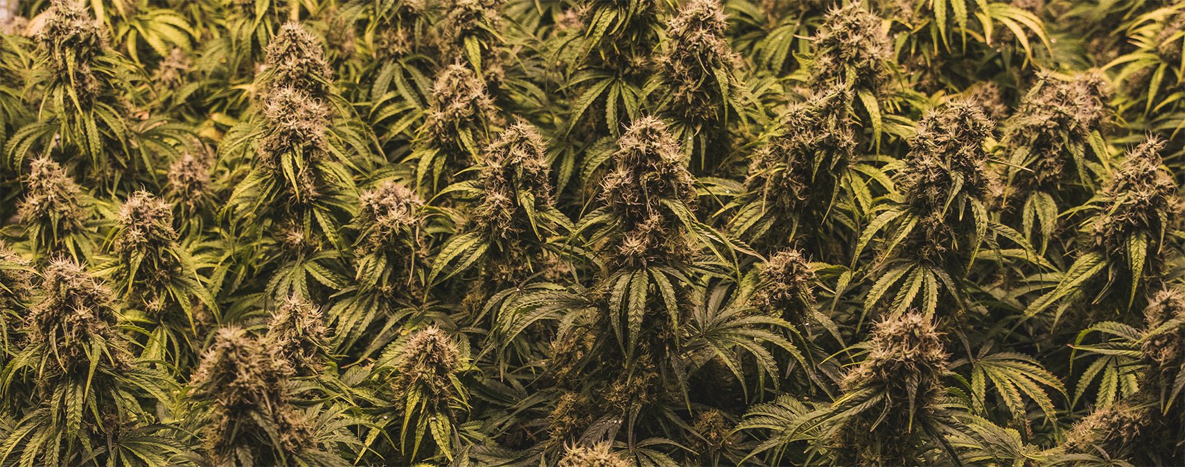 The secrets of the SOG method revealed