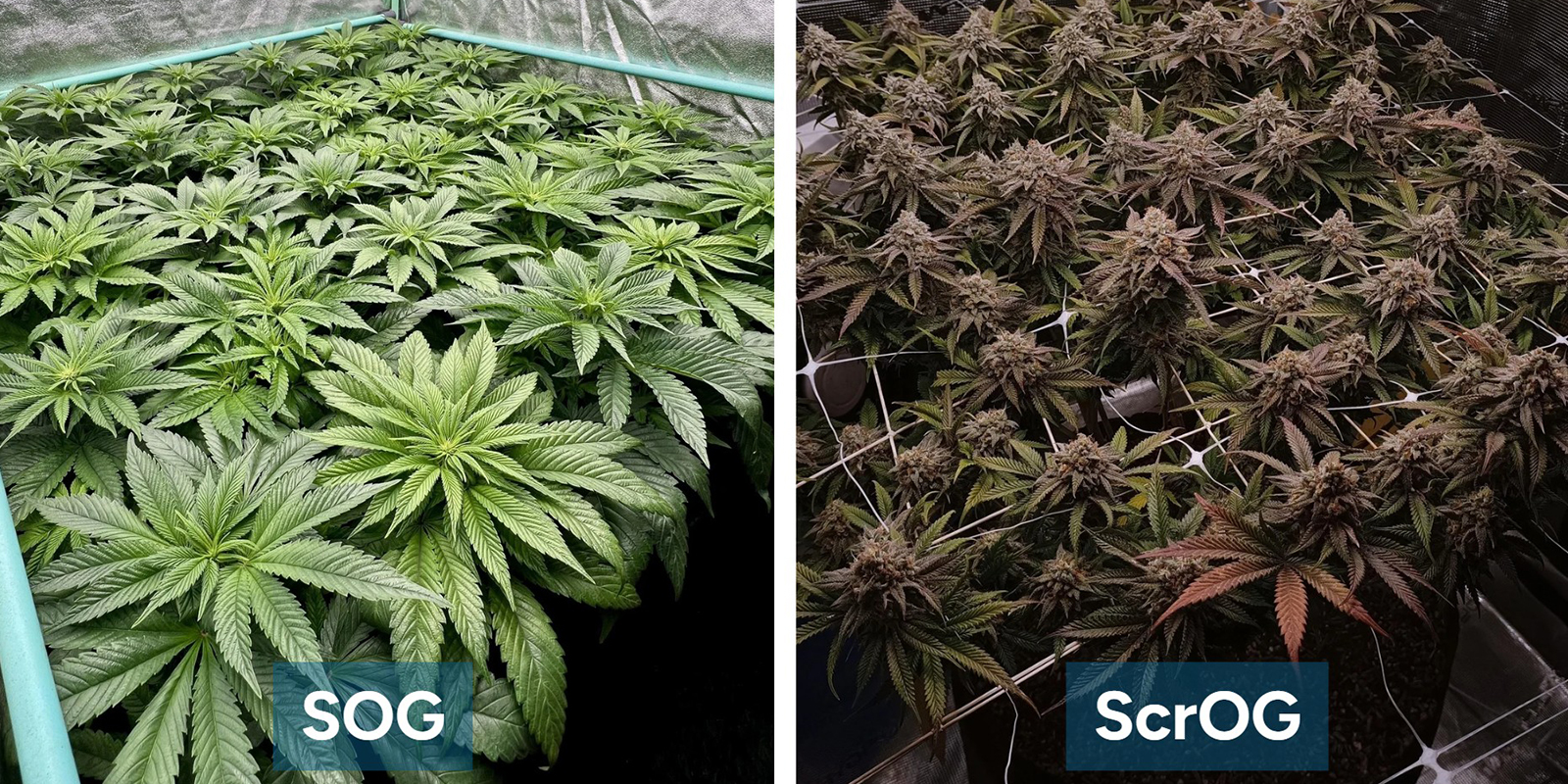 What is the SOG method?