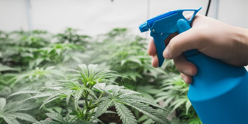 How to get rid of thrips on cannabis plants How to get rid of thrips on cannabis plants