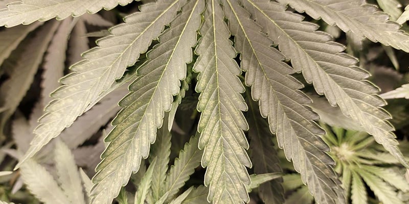 How to prevent thrips on cannabis How to prevent thrips on cannabis