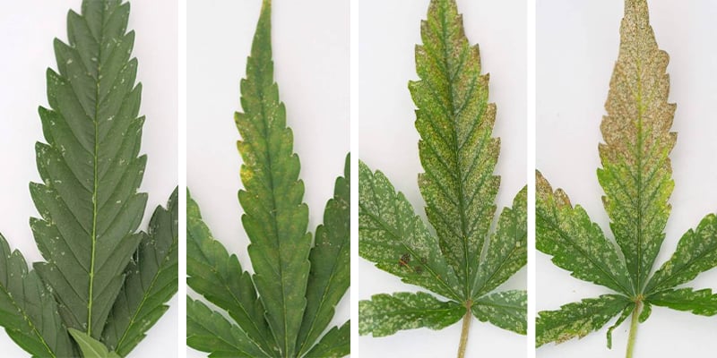 Thrips damage cannabis: What does it look like? Thrips damage cannabis: What does it look like?
