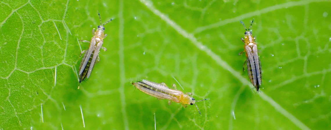 Thrips on cannabis Thrips on cannabis
