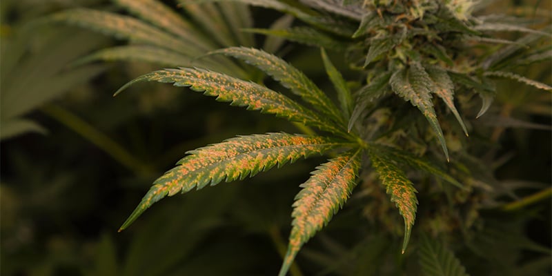 Thrips on cannabis: Is your harvest still safe? Thrips on cannabis: Is your harvest still safe?