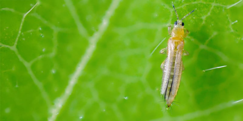 What are thrips on cannabis? What are thrips on cannabis?