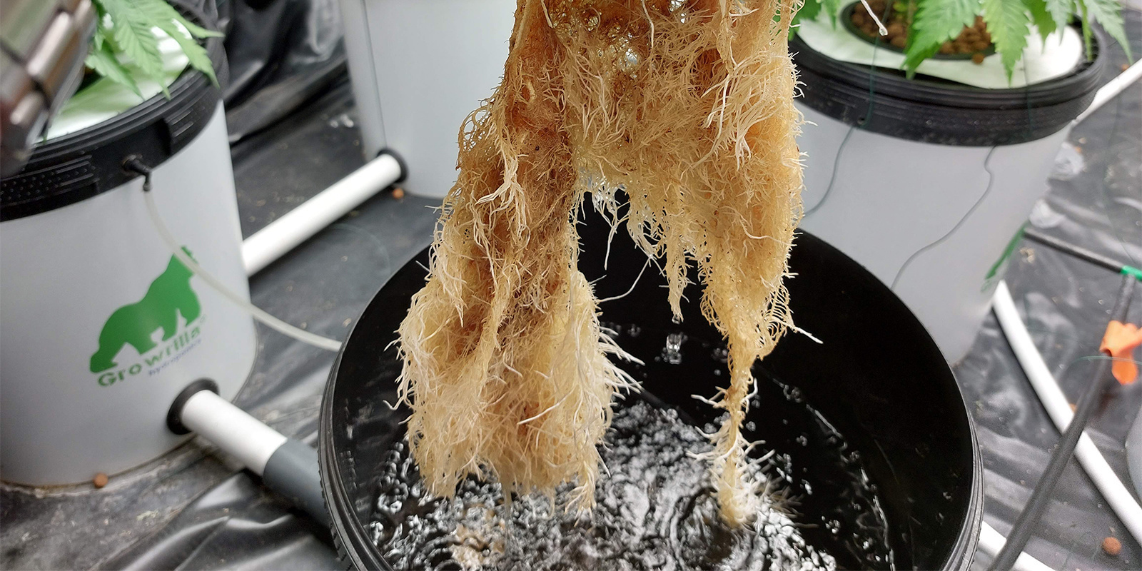 How to identify root rot in cannabis plants