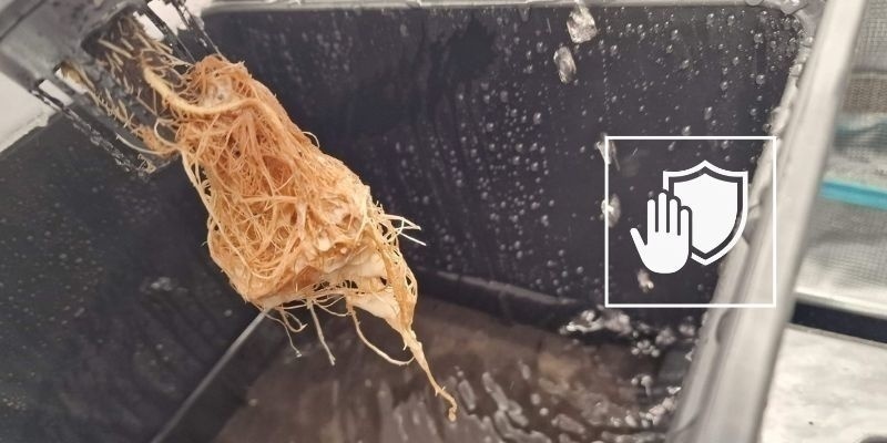 Preventing root rot in the future