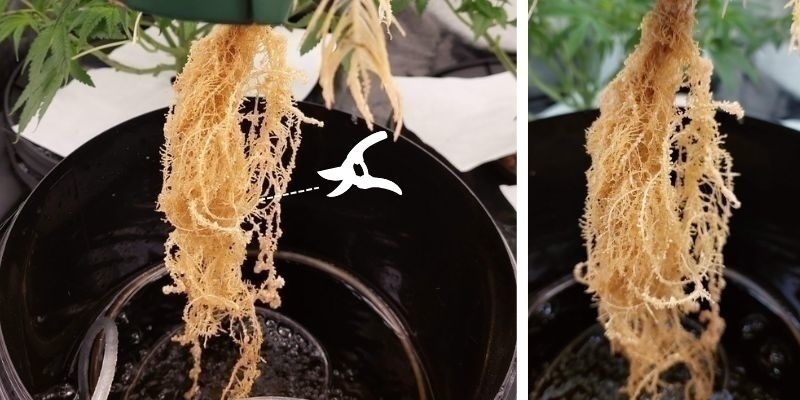 Remove affected roots