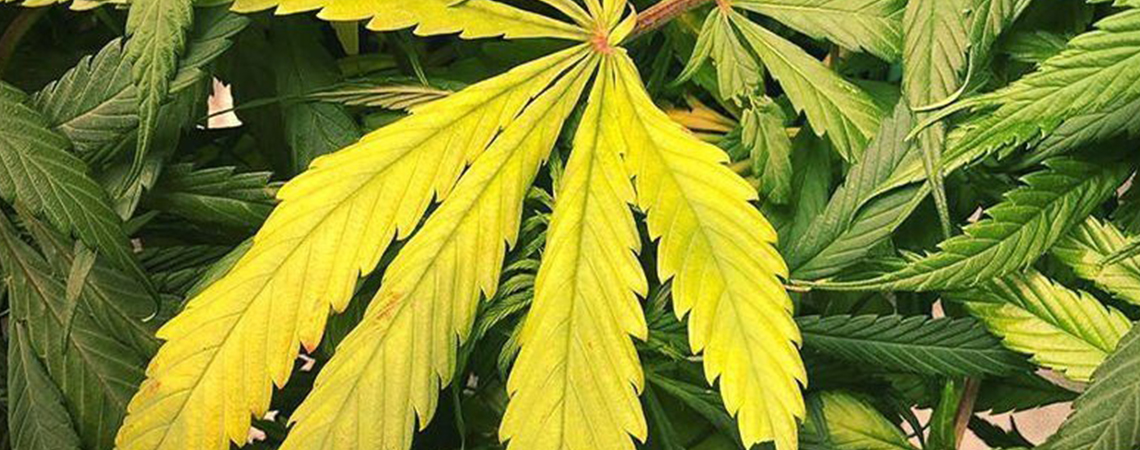 Nitrogen deficiency in cannabis plants