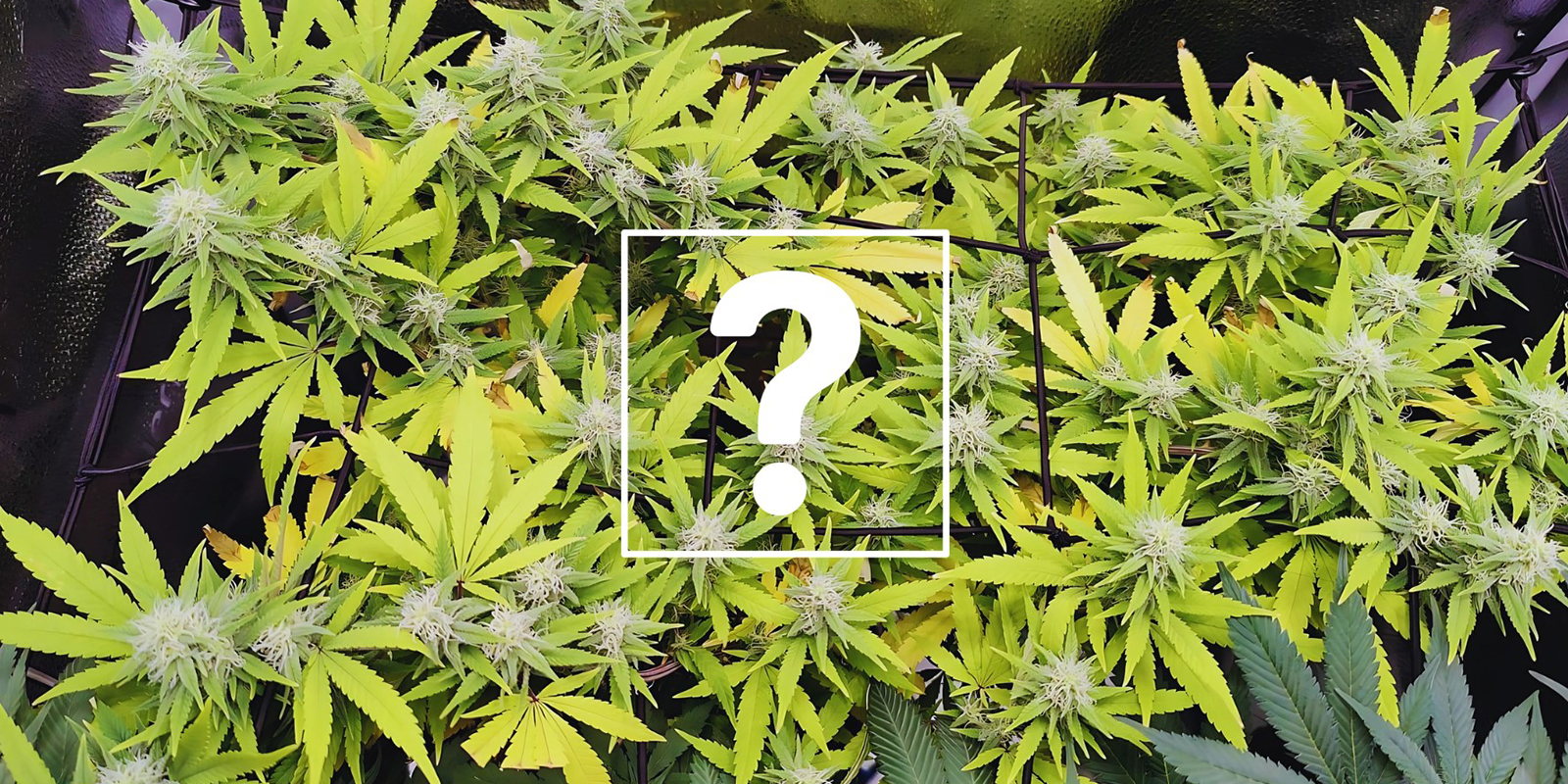 Can I still use affected plants or buds?