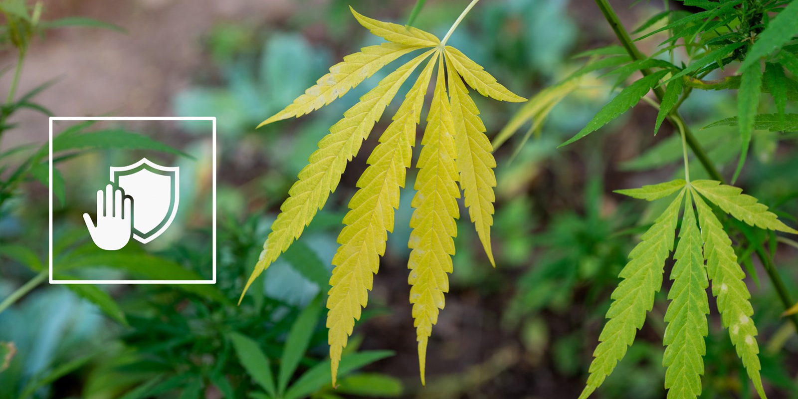 Preventing future nitrogen deficiency