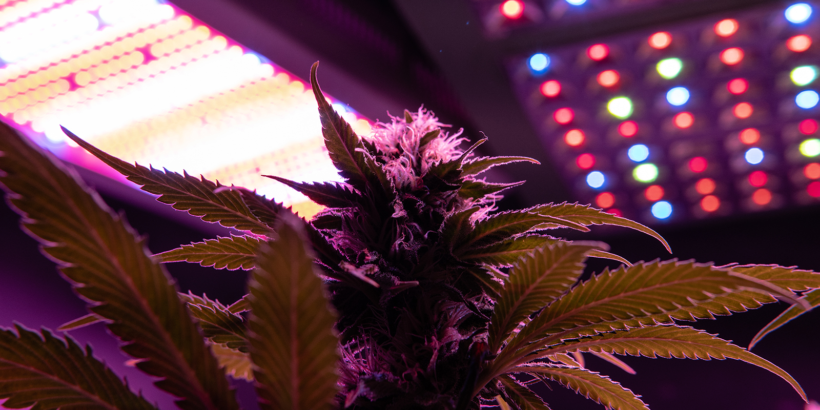 12/12 light schedule