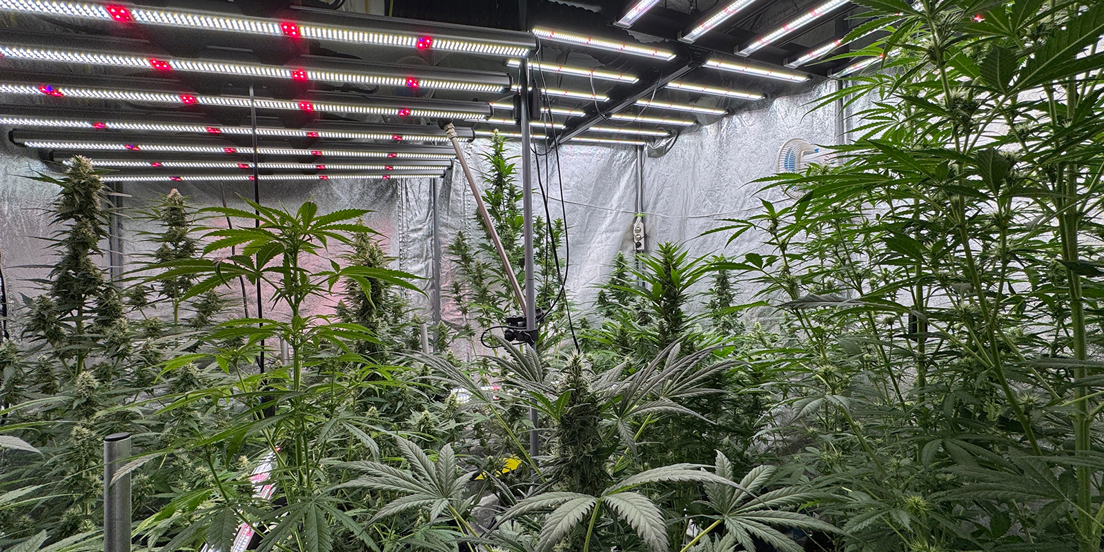 Uncommon cycles: 6/6, 6/2, 36h light