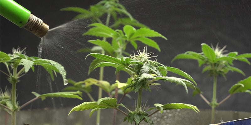 Foliar spray for fast absorption