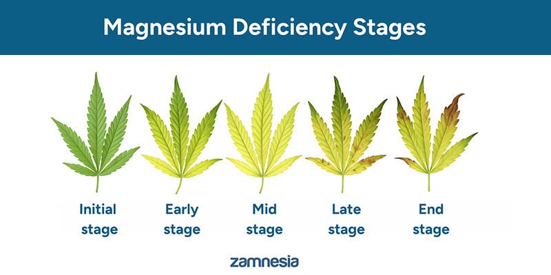 Progress of a magnesium deficiency Progress of a magnesium deficiency